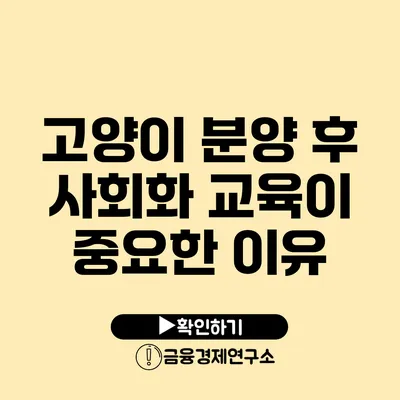 고양이 분양 후 사회화 교육이 중요한 이유