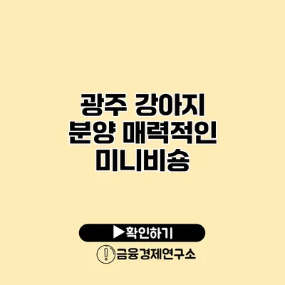 광주 강아지 분양 매력적인 미니비숑