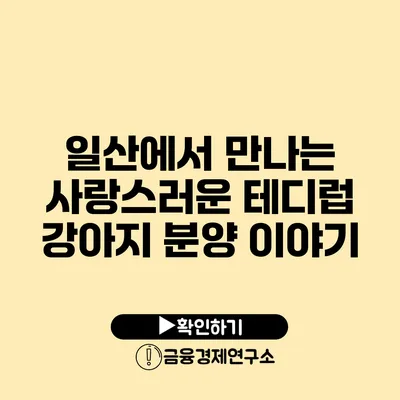 일산에서 만나는 사랑스러운 테디럽 강아지 분양 이야기